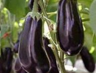 Как садить баклажаны на рассаду