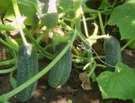  Как должны проходить посадка и уход за огурцами