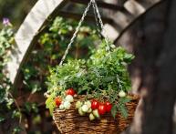 Выращивание томатов в домашних условиях