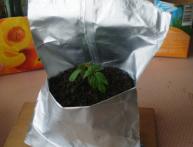 Пересадка рассады помидор залог сильной рассады