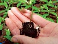 Как проводится пикировка перца