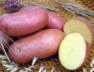 Отзывы о лактобактерине для новорожденных