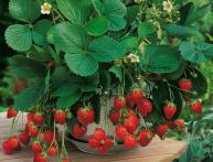 земляника Александрия 