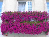 Как посадить петунию на рассаду в домашних условиях