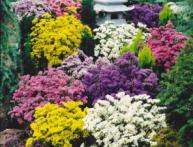 Выращивание агератума из семян – создаем красоту своими руками