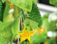 Самые популярные сорта огурцов