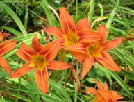 Лилейники махровые 