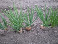 вредители лука