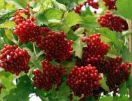 вредители калины