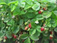 Альпийская земляника 