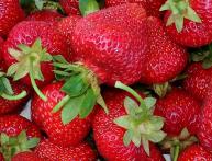 Сорта клубники