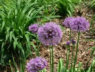 Особенности видов лука