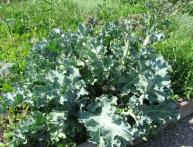 Катран степной или Крымский хрен