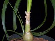 индийский лук