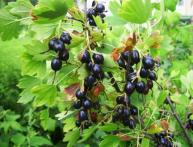 Обработка смородины от вредителей