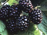 Ягоды ежевики