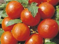 Томат белый налив