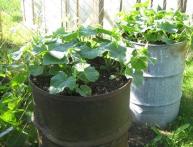 Огурцы из бочек