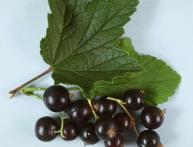 Чёрная смородина