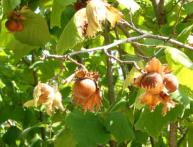 Орех фундук