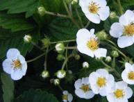 Вьющийся сорт