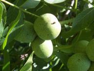 Грецкий орех