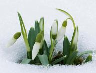 Подснежник