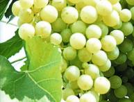 Виноград