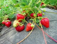 уход за клубникой