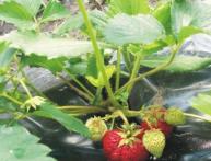 выращивание клубники