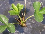 агроволокно