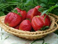 первые плоды