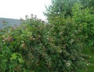 сорт ежевики