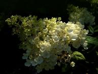 грандифлора