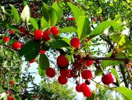 вишня дерево