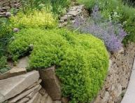 чабрец лимонный