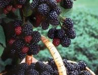 корзина с ежевикой