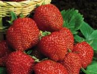 клубника Кент