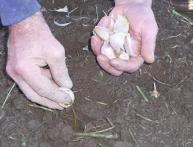 как сажать чеснок