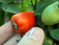 болезни помидор