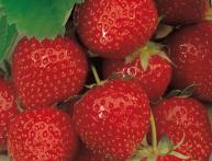 красавица Эльсанта