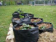 выращиваем картофель