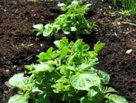 ростки картофеля