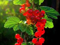 красная смородина