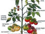болезни помидор