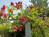 малиновое дерево