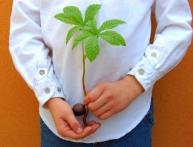 каштан из ореха