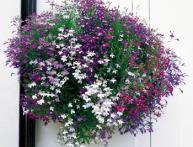 виды лобелии