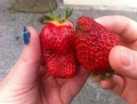 клубника дома