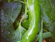 острый перец